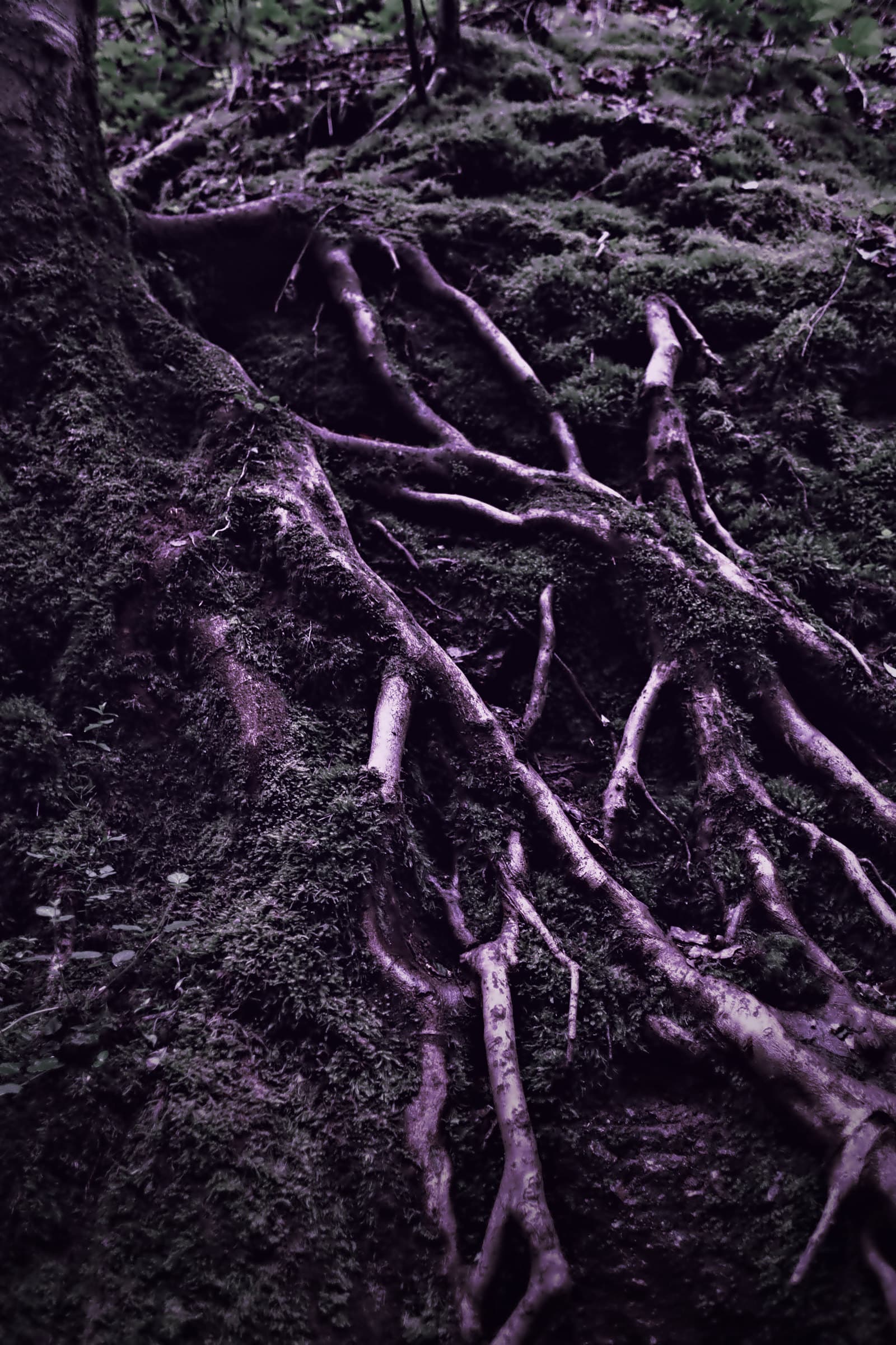 Tree roots spreading down a mossy bank.