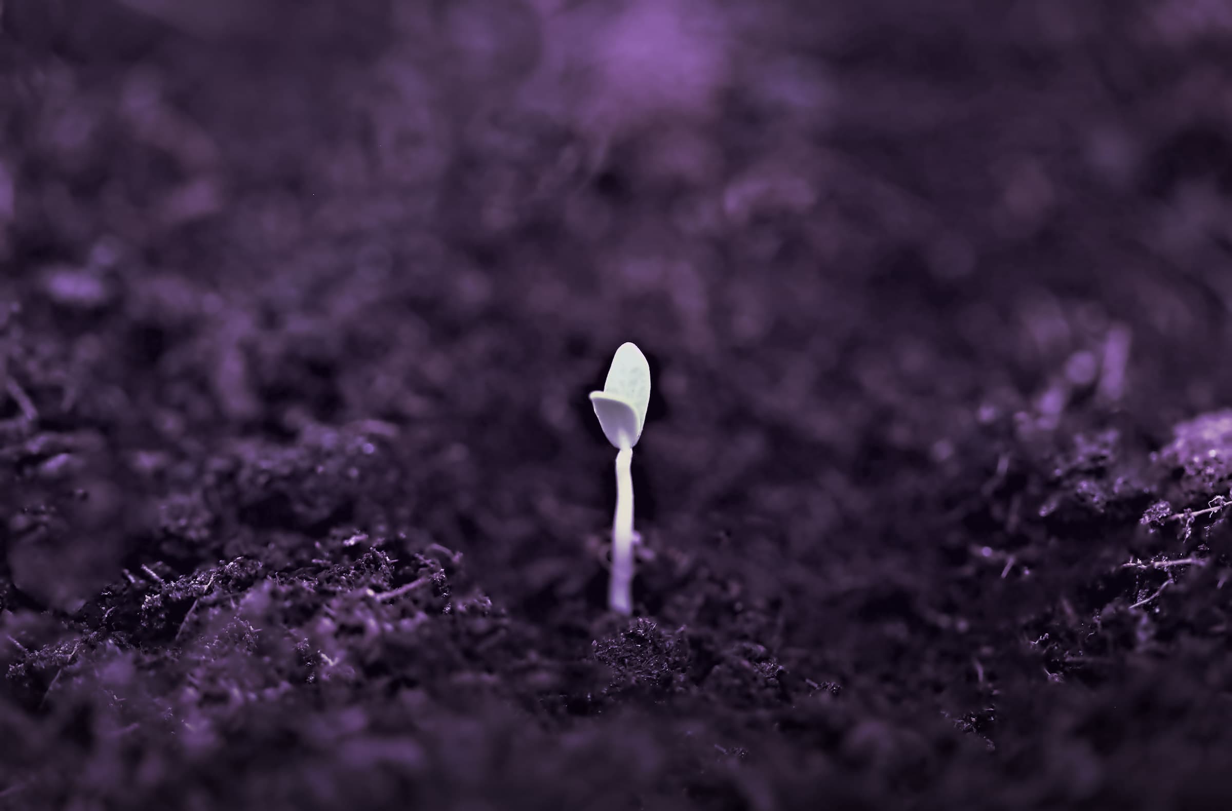 A single pale seedling growing from dark soil.